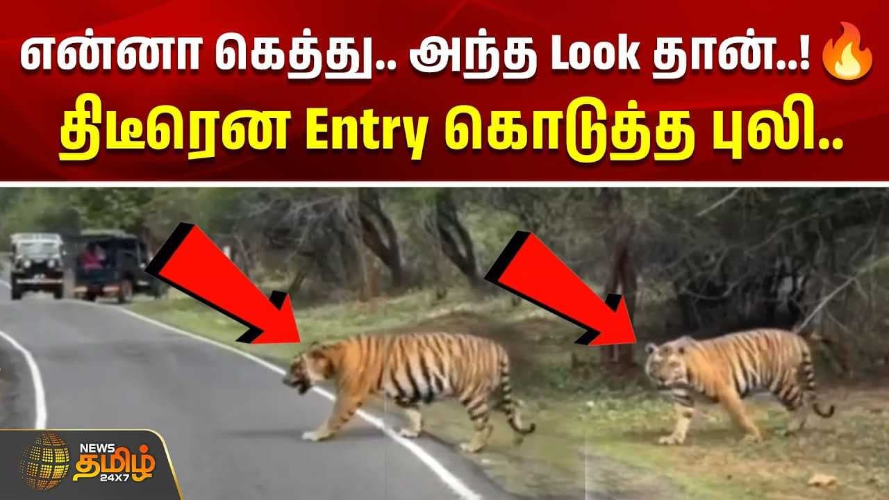 திடீரென Entry கொடுத்த புலி