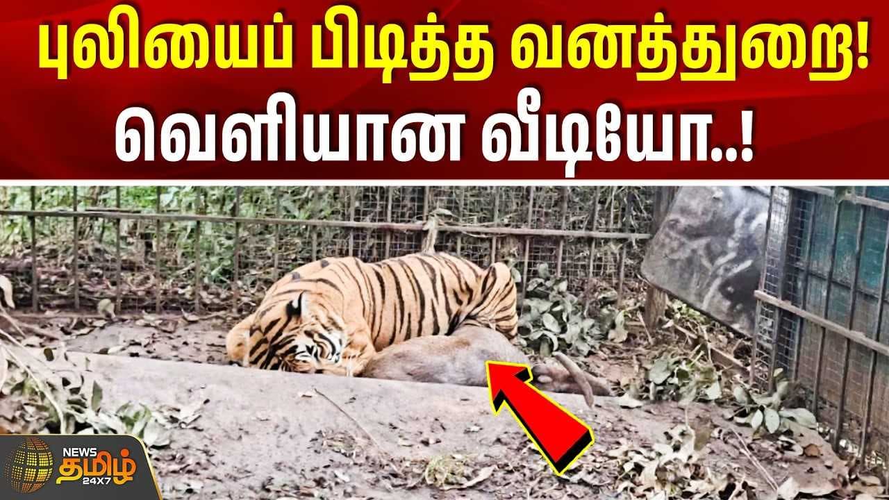 புலியைப் பிடித்த வனத்துறை