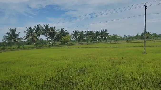 நெற்பயிர்கள்