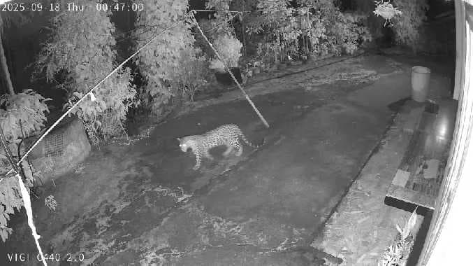 tiger