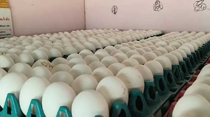 NMK Egg issue