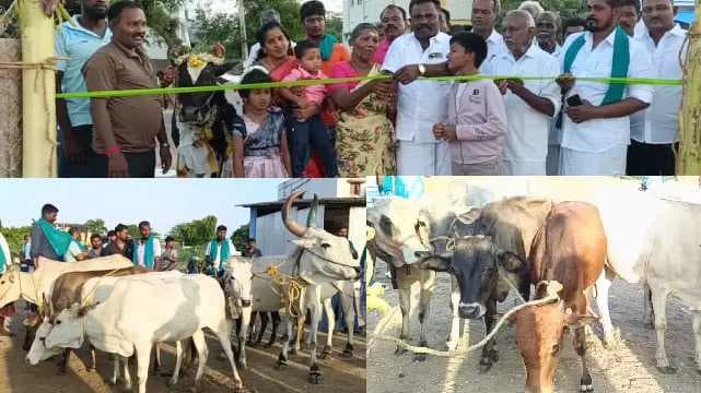 Cattle market