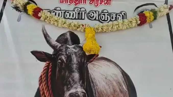 MDU Bull death