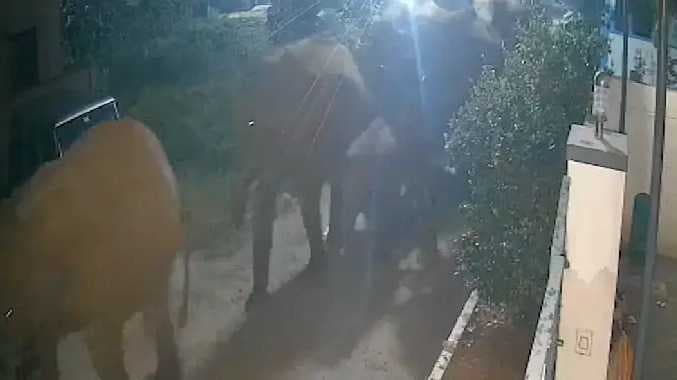 CBE Elephant