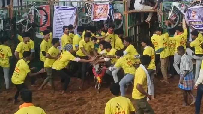 TNJ Jallikattu