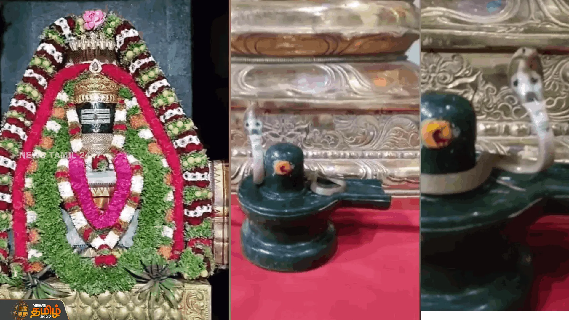 லிங்கத்தின் மீது படமெடுத்து ஆடிய நல்ல பாம்பு குட்டி   பாம்பை கண்டு பரவசமடைந்த பக்தர்கள் | Namakkal