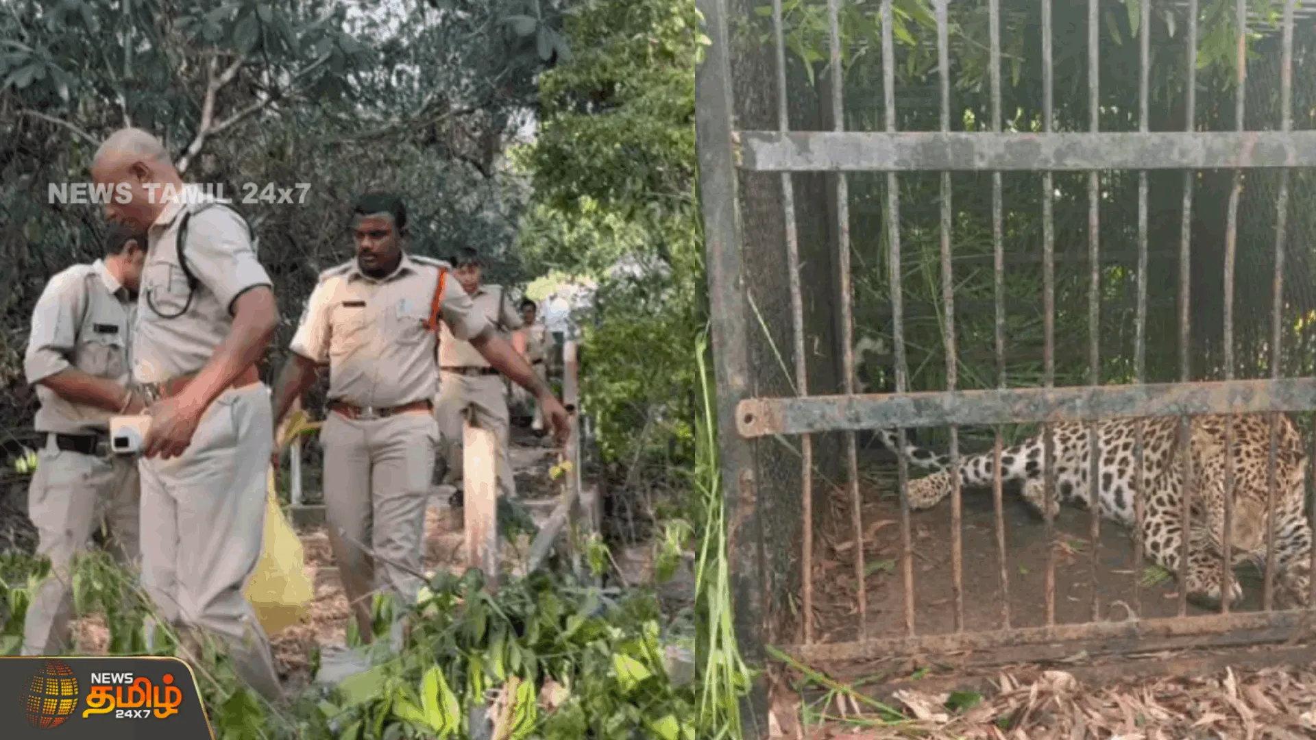 திருப்பதி வனத்துறையால் மேலும் ஒரு சிறுத்தை பிடிபட்டது  மலைப்பாதையில் மக்களை அச்சுறுத்தி வந்த சிறுத்தை பிடிபட்டது|  Tirupati Forest Department
